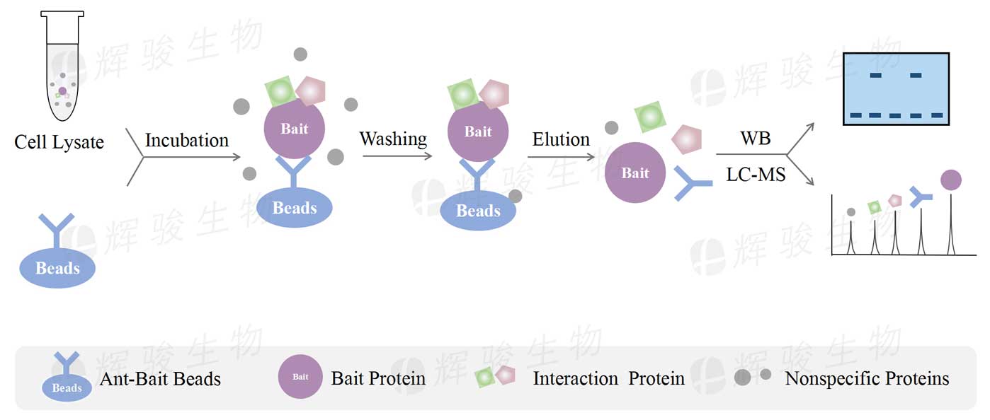 CoIP實(shí)驗(yàn)服務(wù)步驟流程_免疫共沉淀coip檢測_Co-IP實(shí)驗(yàn)代做服務(wù)價(jià)格費(fèi)用